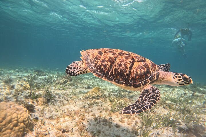 Cancun Snorkeling Adventure: Swim with Turtles, a Shipwreck & an Underwater Cenote