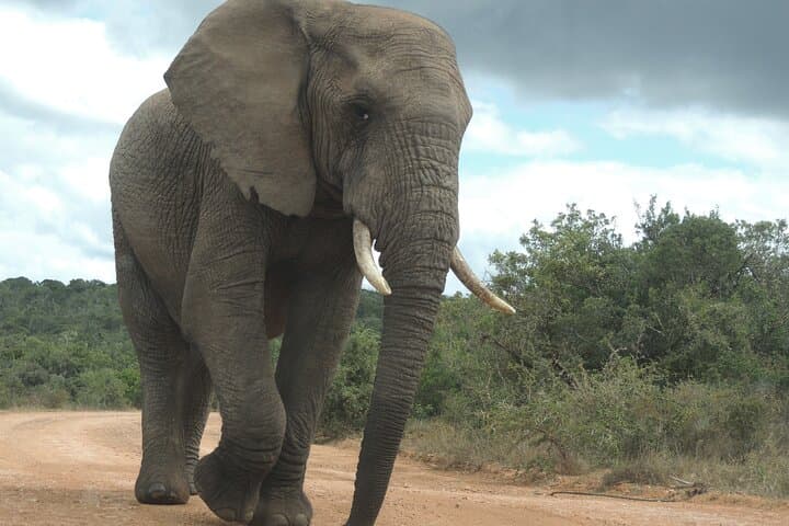 Addo Elephant National Park Full-Day Big Five Safari from Gqeberha photo 6