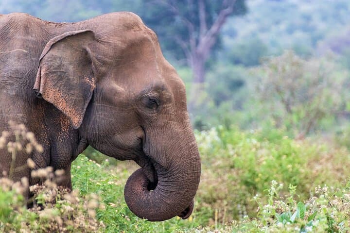 Sri Lanka 8-Day Private Guided Tour: Safari, Cultural Triangle & Coastal Whales photo 6