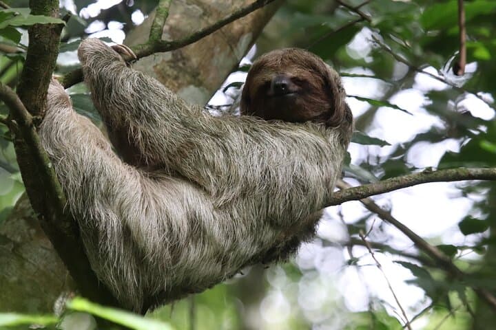 Rio Celeste, Sloth Sanctuary & Llanos de Cortés Waterfall: Tenorio Day Tour photo 3