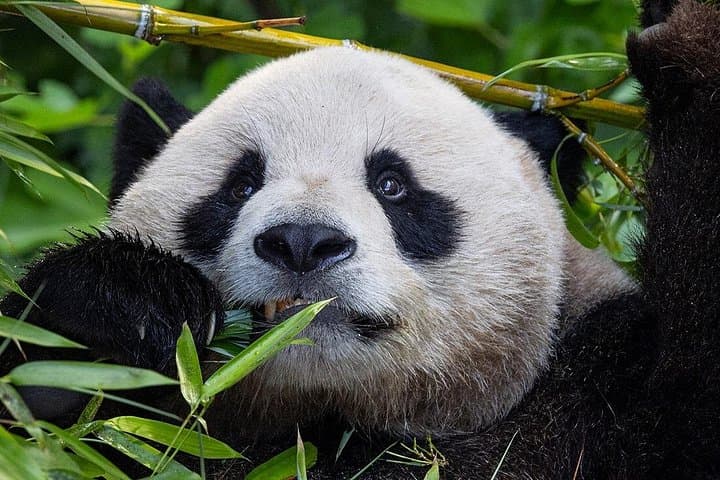 San Diego Zoo One-Day Pass — Explore Wildlife & Botanical Gardens in Balboa Park photo 1