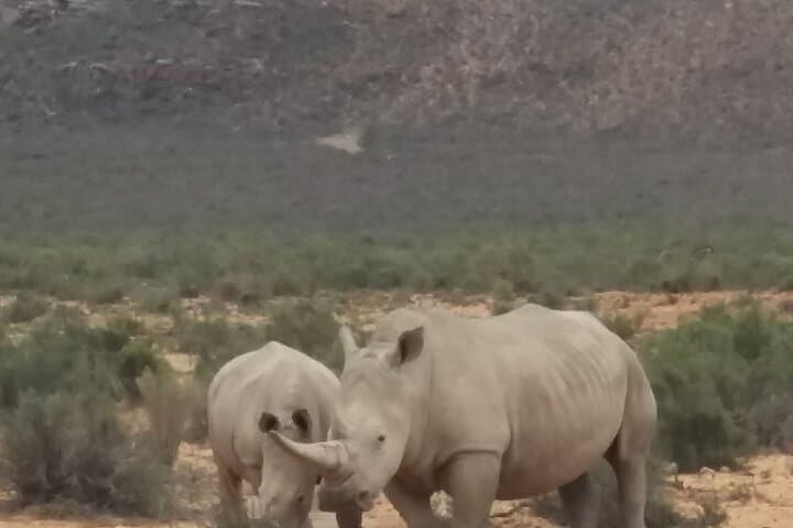 Aquila Big Five Day Safari from Cape Town: Game Drives, Lunch & Transport photo 2
