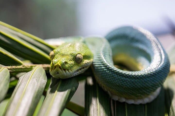 Featherdale Wildlife Park: Private Transfers and Up-Close Australian Wildlife Encounters photo 2