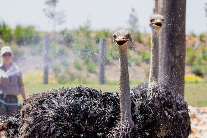 Featherdale Wildlife Park: Private Transfers and Up-Close Australian Wildlife Encounters photo 3
