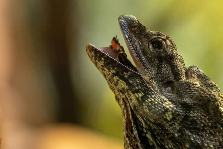 Featherdale Wildlife Park: Private Transfers and Up-Close Australian Wildlife Encounters photo 4