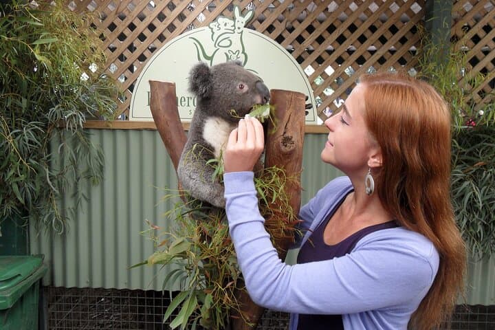 Featherdale Wildlife Park: Private Transfers and Up-Close Australian Wildlife Encounters photo 6
