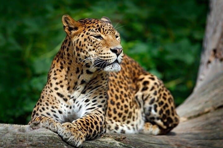 Yala Safari Experience: Full-Day Wildlife Drive to See Sri Lanka's Leopards photo 2