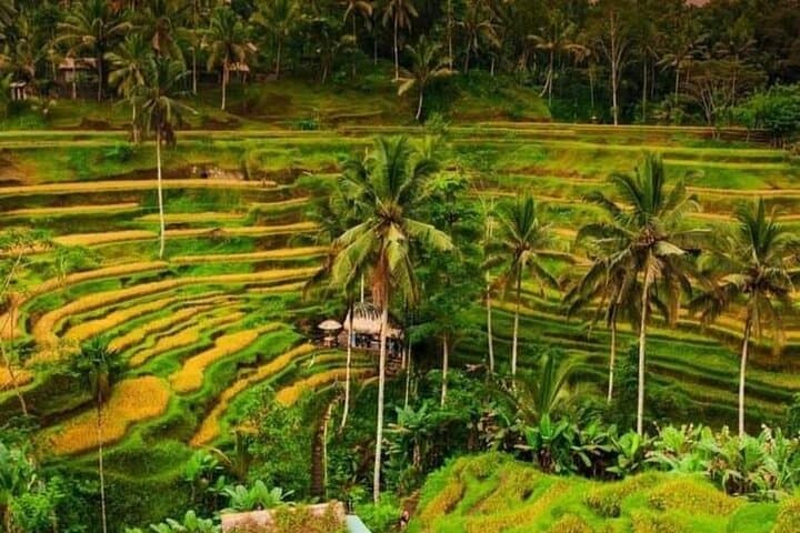Full-Day Kintamani & Ubud Tour: Mount Batur Views, Tegalalang Rice Terraces & Monkey Forest photo 4