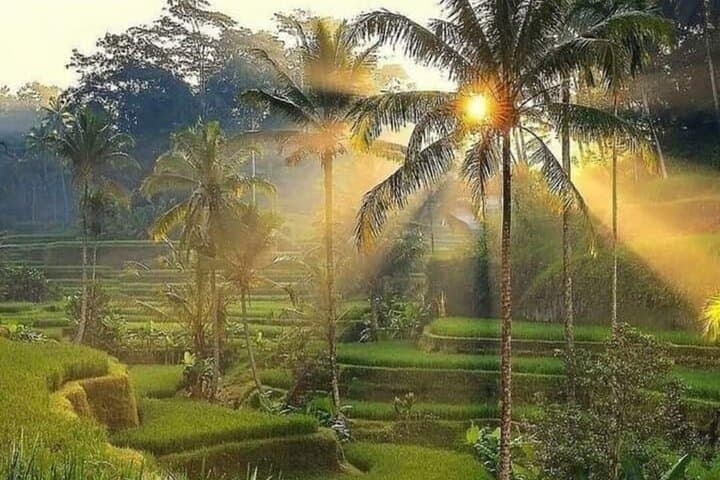 Full-Day Kintamani & Ubud Tour: Mount Batur Views, Tegalalang Rice Terraces & Monkey Forest photo 5