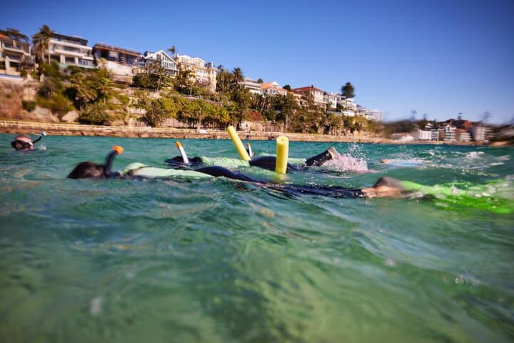 Private Snorkel at Cabbage Tree Bay: Manly's No-Take Marine Reserve photo 6