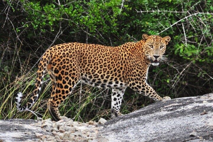 Private Yala Safari from Ella: Full-Day Leopard & Wildlife Drive