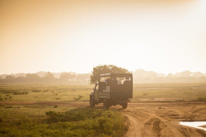 Private Yala Safari from Ella: Full-Day Leopard & Wildlife Drive photo 3