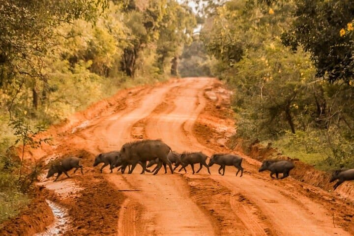 Private Yala Safari from Ella: Full-Day Leopard & Wildlife Drive photo 4