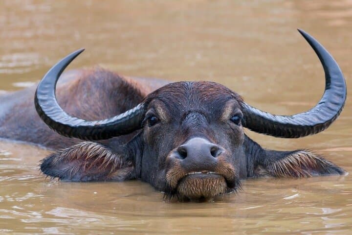 Private Yala Safari from Ella: Full-Day Leopard & Wildlife Drive photo 6