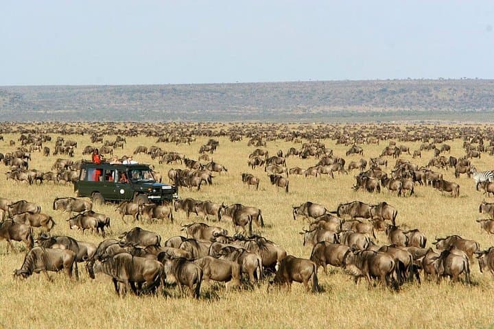 4-Day Masai Mara Safari: Witness the Great Migration and Big Five photo 2