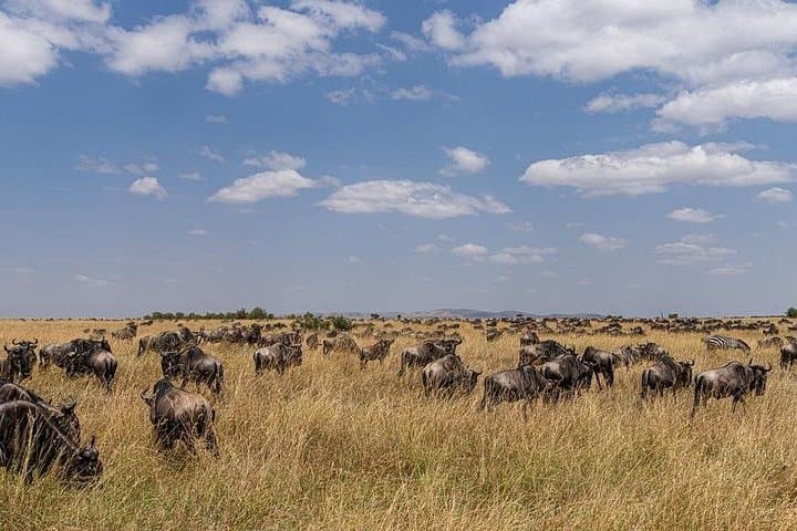 4-Day Masai Mara Safari: Witness the Great Migration and Big Five photo 4