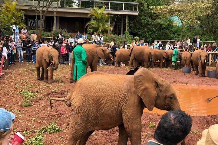 Explore Nairobi National Park and Wildlife Conservation Centers on a 1-Day Tour photo 1