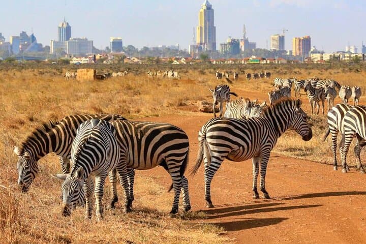Explore Nairobi National Park and Wildlife Conservation Centers on a 1-Day Tour photo 2