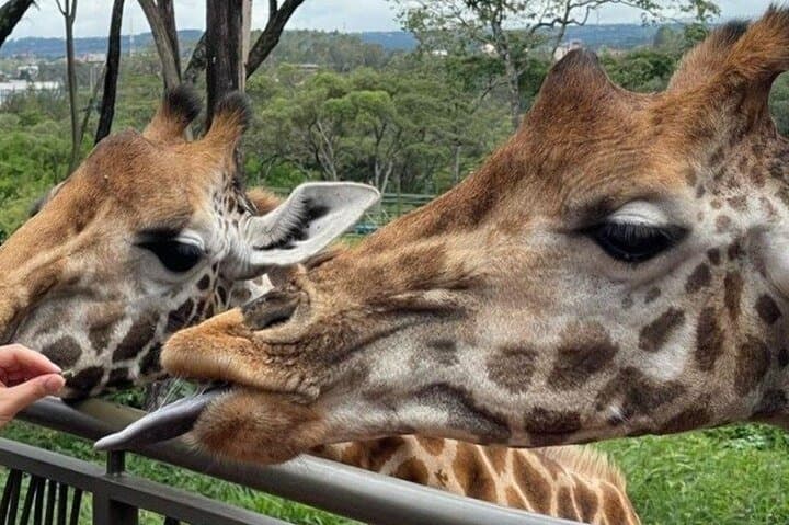 Explore Nairobi National Park and Wildlife Conservation Centers on a 1-Day Tour photo 3