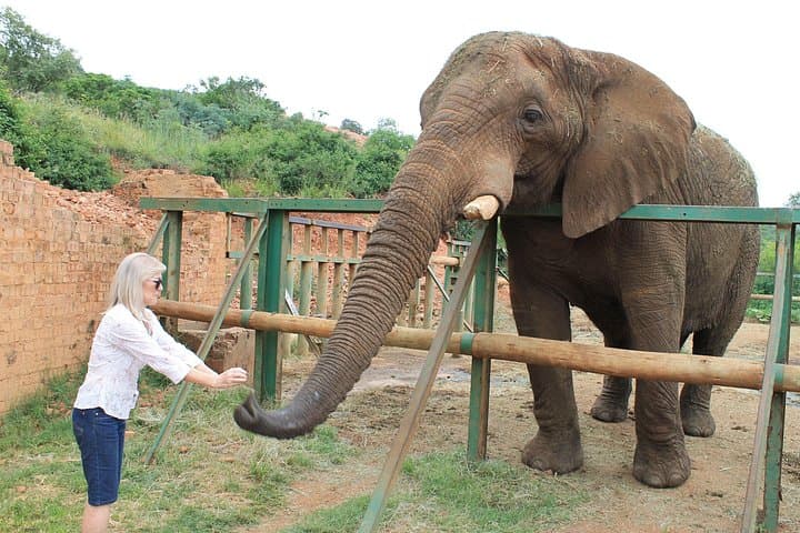 Elephant Sanctuary Tour from Johannesburg — Up-Close with Young African Elephants photo 2