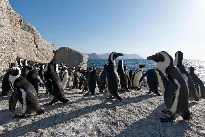 Half-Day Table Mountain, Boulders Beach Penguins & Chapman's Peak Drive photo 2