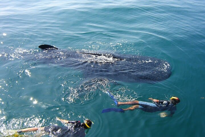 Swim with Whale Sharks off Holbox Island: A Day with the Ocean's Gentle Giants