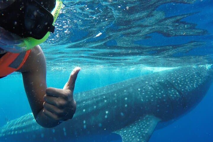 Swim with Whale Sharks off Holbox Island: A Day with the Ocean's Gentle Giants photo 2