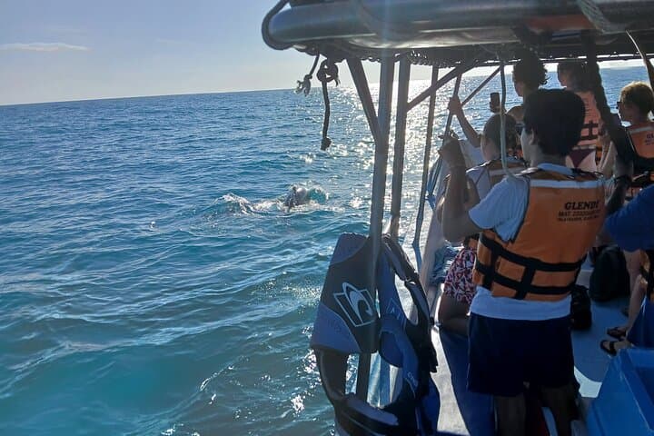 Swim with Whale Sharks off Holbox Island: A Day with the Ocean's Gentle Giants photo 3