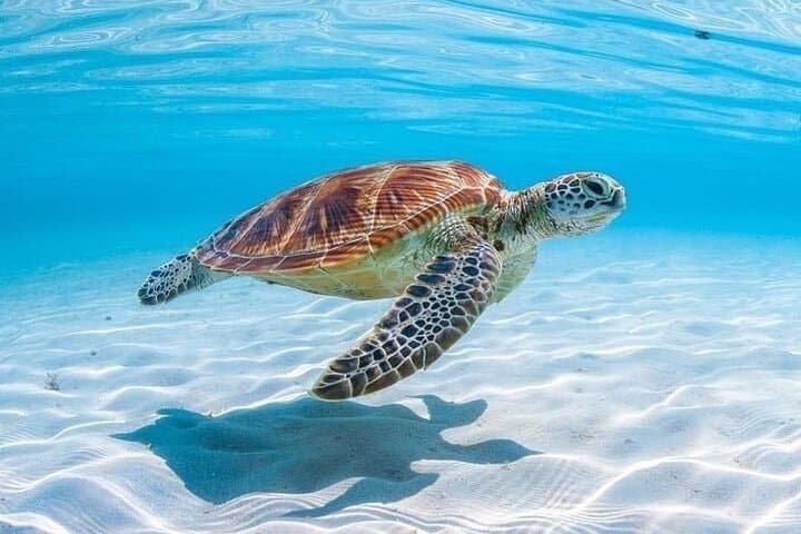 Private Custom Snorkeling and Cruising in Aruba — Private Yacht Charter photo 3
