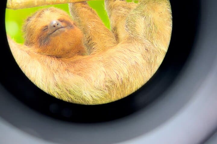 Sloth Discovery Tour La Fortuna: Guided Wildlife Walk with Naturalist photo 2