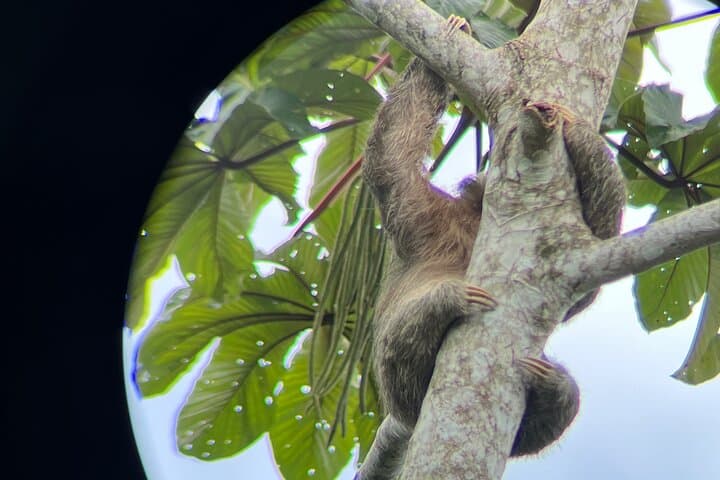 Sloth Discovery Tour La Fortuna: Guided Wildlife Walk with Naturalist photo 3