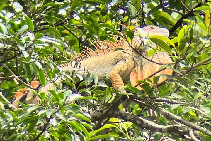 Sloth Discovery Tour La Fortuna: Guided Wildlife Walk with Naturalist photo 4