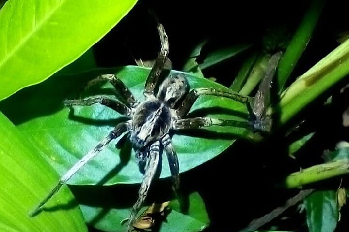 Tortuguero 2-Hour Night Wildlife Walk: Guided Nocturnal Rainforest Tour photo 2