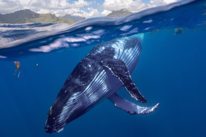 Humpback Whale Watching — West Coast of Tahiti Peninsula