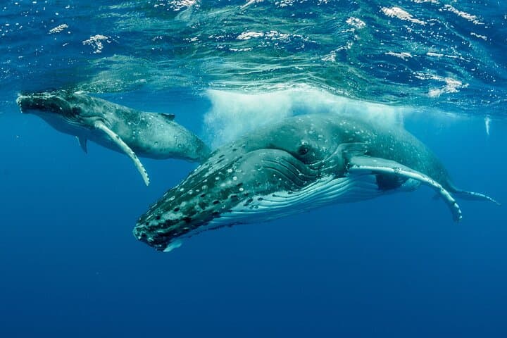 Humpback Whale Watching — West Coast of Tahiti Peninsula photo 3