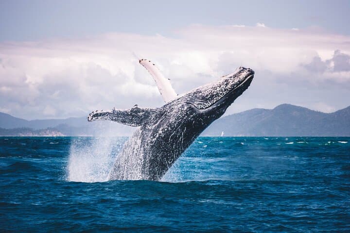 Humpback Whale Watching — West Coast of Tahiti Peninsula photo 5