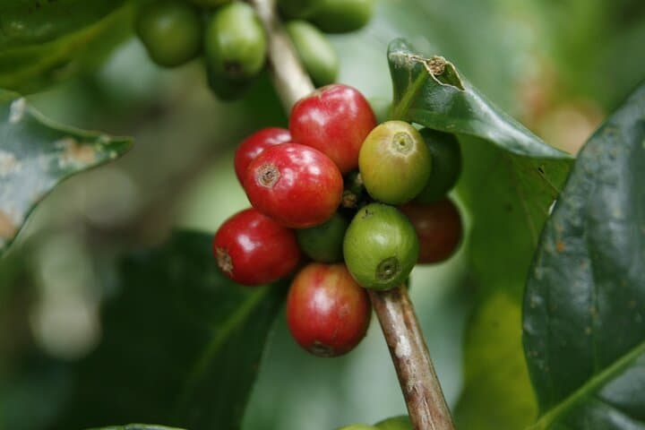 Taste Arenal: La Fortuna Coffee, Chocolate & Sugar Cane Farm Experience