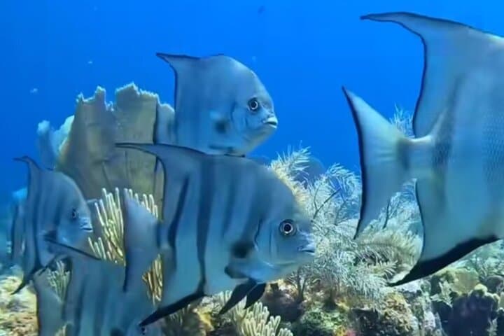 Roatán West Bay Snorkeling & Mayan Eden Eco-Park — Private Tour with Monkeys and Sloths
