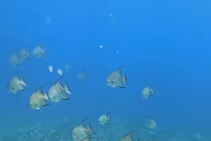Roatán West Bay Snorkeling & Mayan Eden Eco-Park — Private Tour with Monkeys and Sloths photo 2
