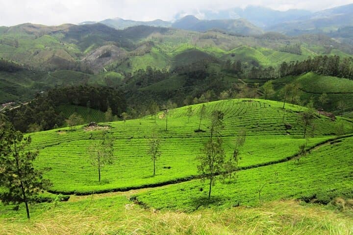 Munnar Tea Plantation Sunset Walk to Chokramudi & Pothamedu Viewpoints photo 5