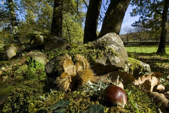 Chestnut Experience in Polvica: Guided Tramonti Walk & Farm-to-Table Tasting photo 2