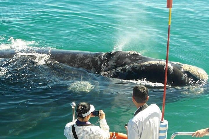 Hermanus Boat Whale Watching: Guided Catamaran Tours to See Southern Right Whales photo 2
