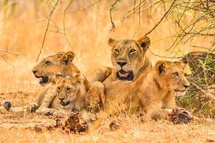 Full-Day Akagera Safari from Kigali — Shared Game Drive with Lunch & Coffee photo 2