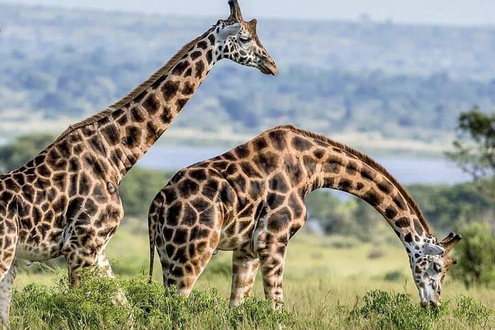 Full-Day Akagera Safari from Kigali — Shared Game Drive with Lunch & Coffee photo 4