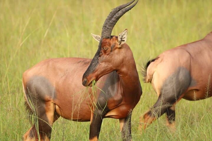Full-Day Akagera Safari from Kigali — Shared Game Drive with Lunch & Coffee photo 6