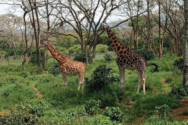 Karen Blixen, Kazuri Beads & Giraffe Centre Day Tour — Nairobi Wildlife, Craft & History