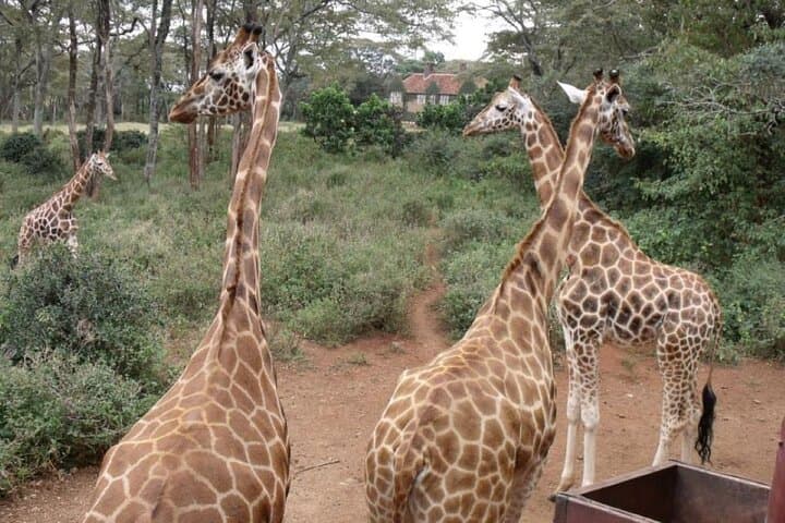 Karen Blixen, Kazuri Beads & Giraffe Centre Day Tour — Nairobi Wildlife, Craft & History photo 3