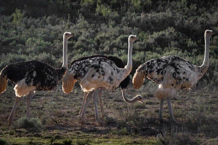 3-Day Garden Route Private Tour from Cape Town: Oudtshoorn, Knysna & Tsitsikamma photo 4