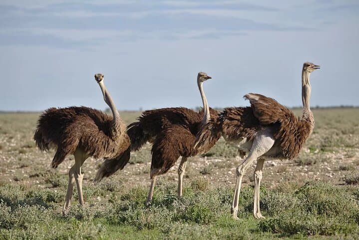 7-Day Garden Route Safari Adventure from Cape Town — Knysna, Tsitsikamma & Wildlife photo 4
