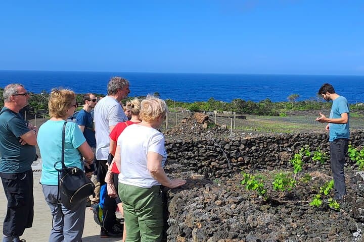 Inside Pico Island's Volcanic Vineyards: A Winemaker-Led Wine Tour photo 3